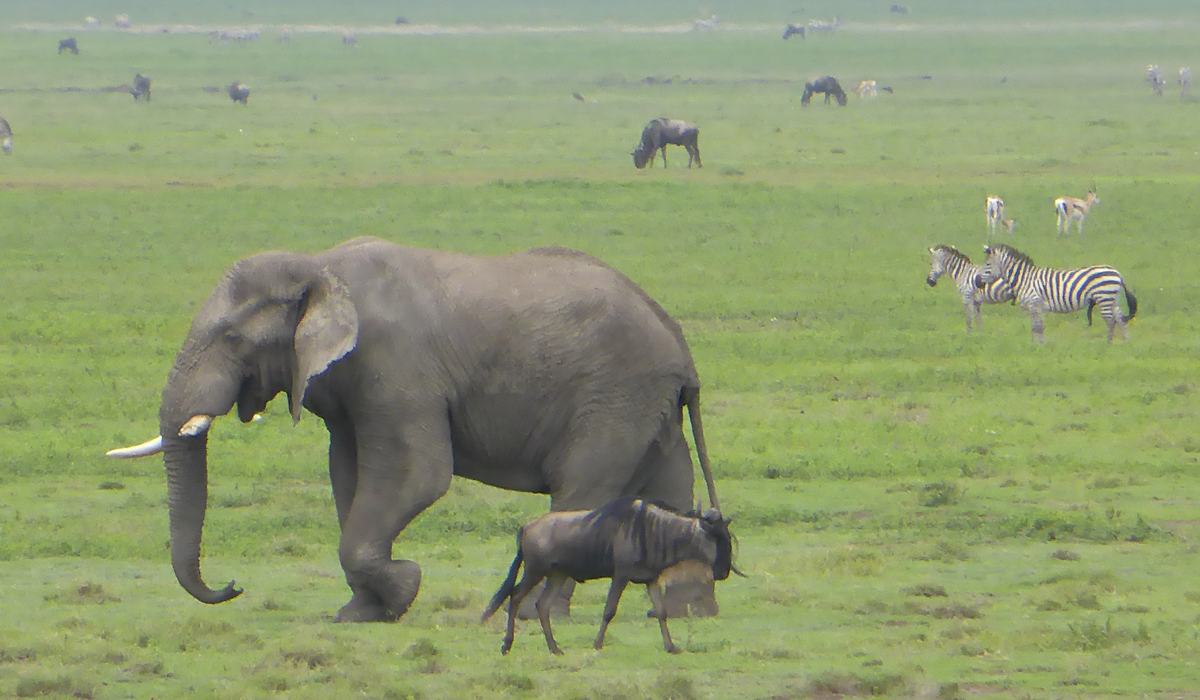 Manyara1