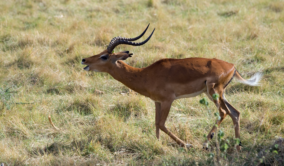 Manyara12