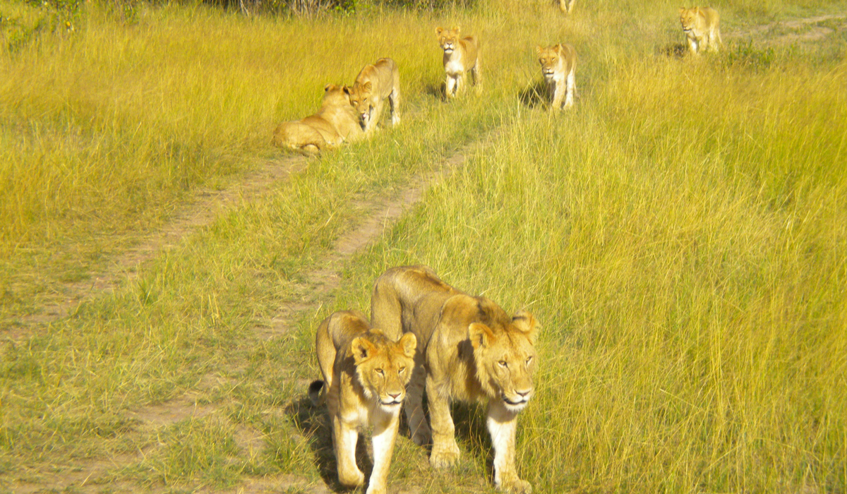 Ngorongoro